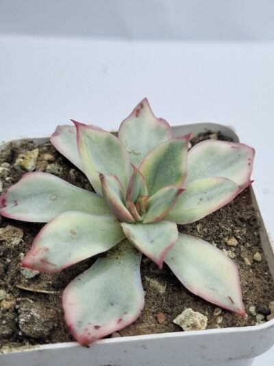 Echeveria Moon Goddes var