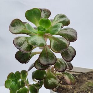 Aeonium Cornich rose
