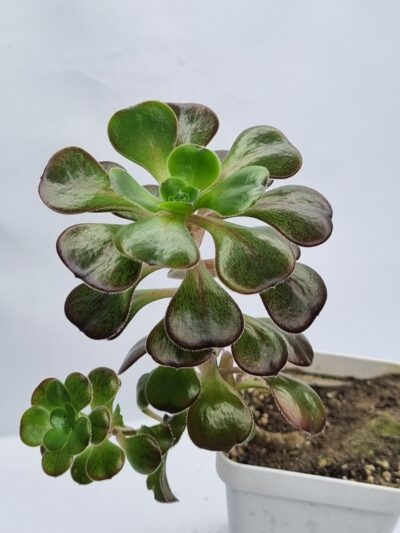 Aeonium Cornich rose