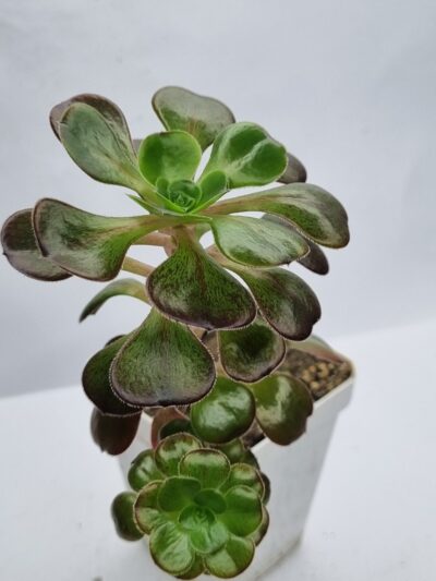 Aeonium Cornich rose - Зображення 2