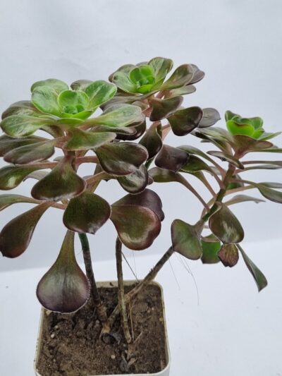 Aeonium Cornich rose - Зображення 3