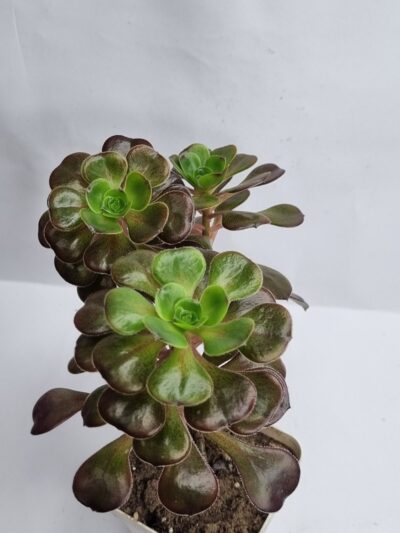 Aeonium Cornich rose - Зображення 2