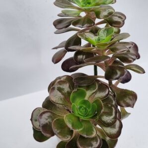 Aeonium Cornich rose
