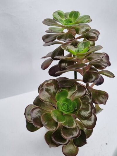 Aeonium Cornich rose