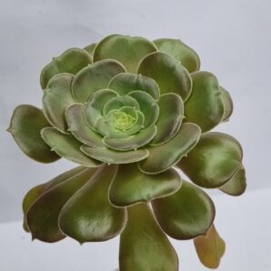 Aeonium Blashing Beauty
