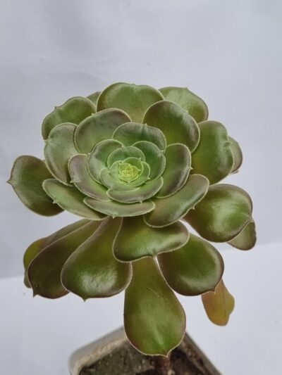Aeonium Blashing Beauty