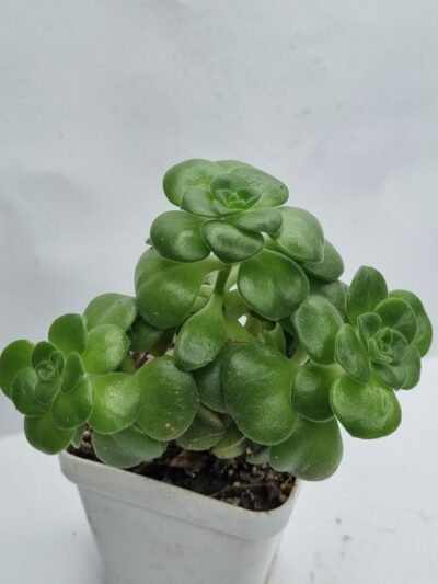 Aeonium Lily Pad - Зображення 2