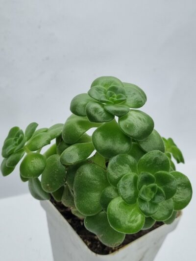 Aeonium Lily Pad