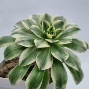 Aeonium Bronze medal var