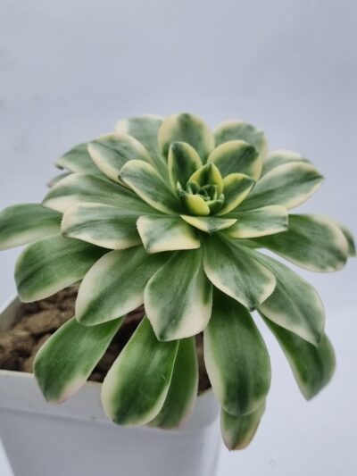 Aeonium Bronze medal var