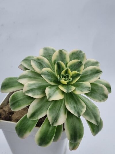 Aeonium Bronze medal var - Зображення 2