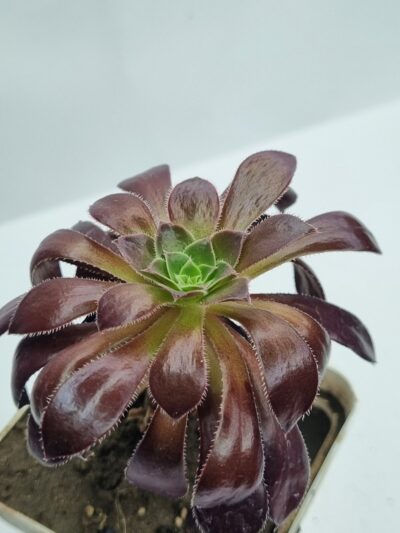 Aeonium Toffee Apple - Зображення 2