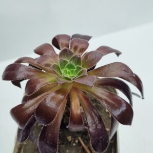 Aeonium Toffee Apple