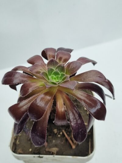Aeonium Toffee Apple