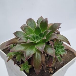 Aeonium Cornich tribute
