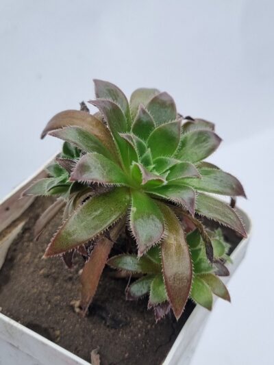 Aeonium Cornich tribute - Зображення 2