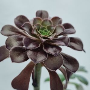 Aeonium Schwarzkopf