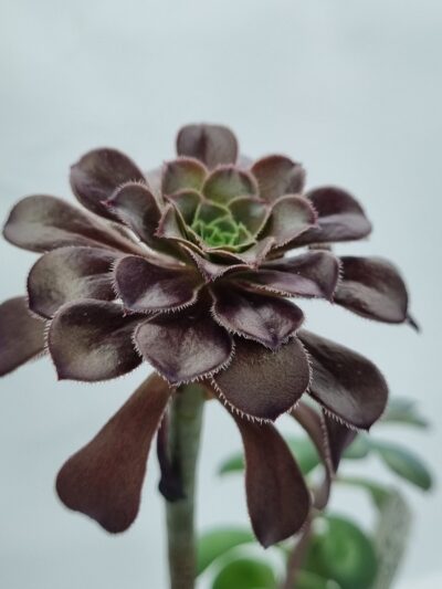 Aeonium Schwarzkopf
