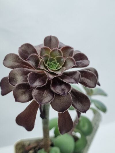 Aeonium Schwarzkopf - Зображення 2