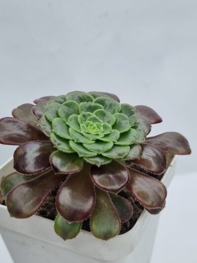 Aeonium Fiesta - Зображення 2