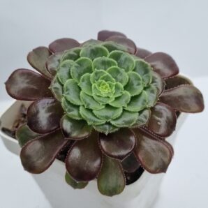 Aeonium Fiesta