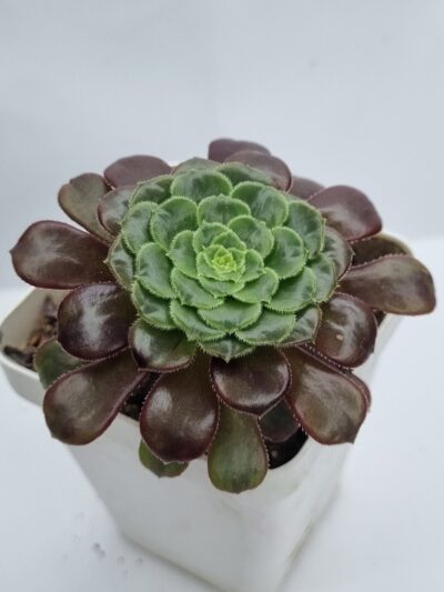 Aeonium Fiesta