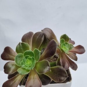 Aeonium Hallowen