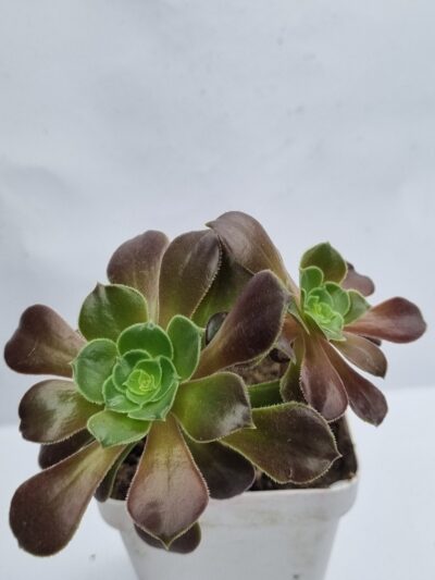 Aeonium Hallowen