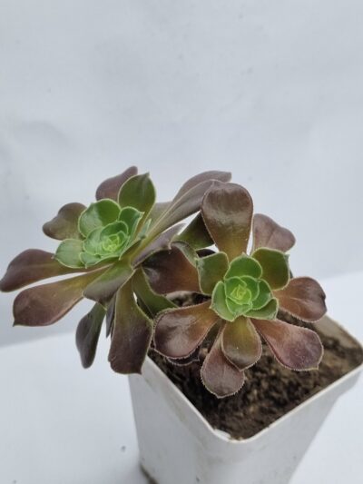 Aeonium Hallowen - Зображення 2