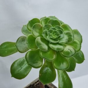 Aeonium Blashing Beauty