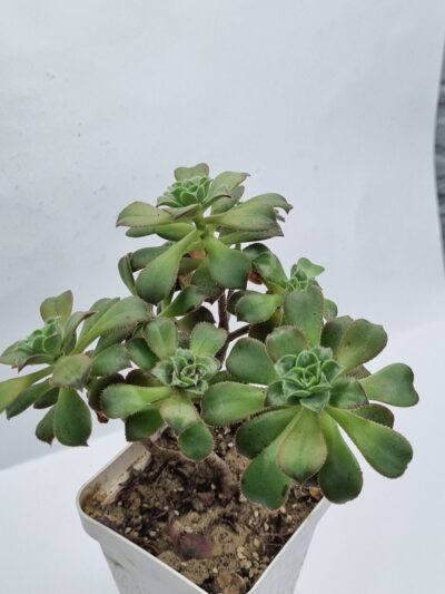 Aeonium Decorum - Зображення 2