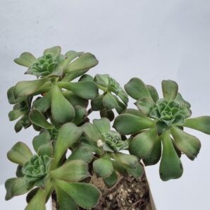 Aeonium Decorum