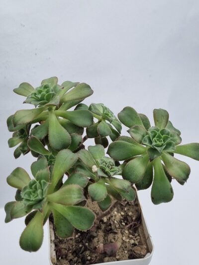 Aeonium Decorum