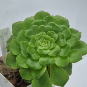 Aeonium Aizoon