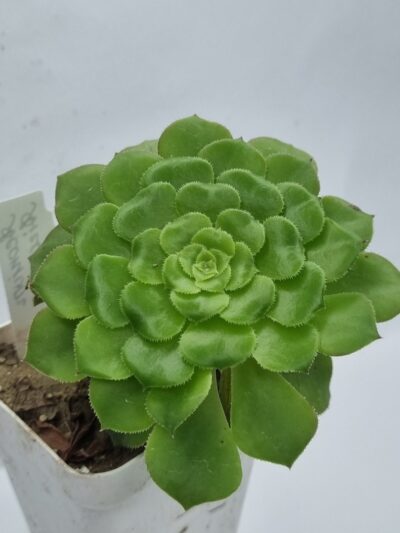 Aeonium Aizoon