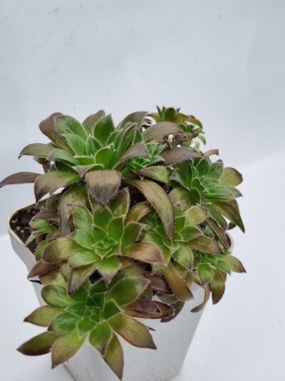 Aeonium Cornich tribute - Зображення 2