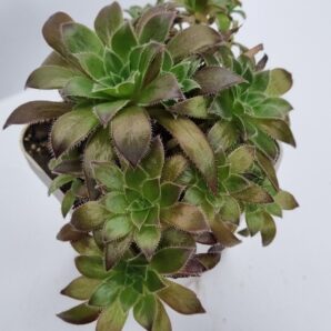 Aeonium Cornich tribute