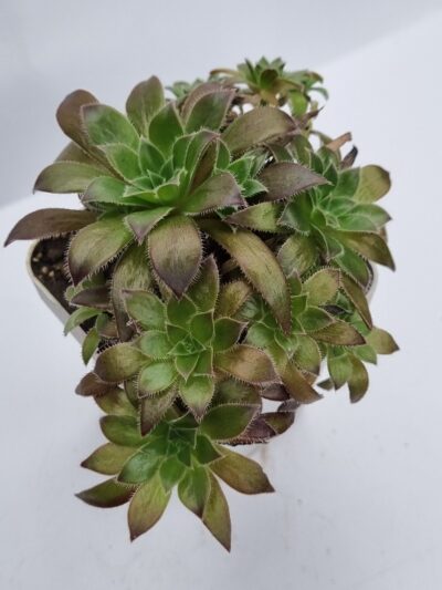 Aeonium Cornich tribute