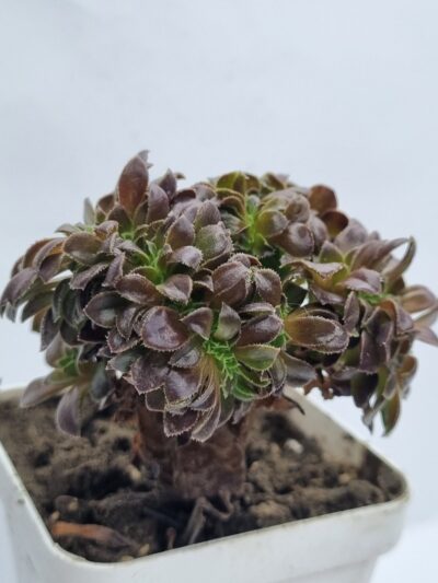 Aeonium Hallowen cristata - Зображення 2