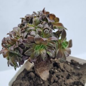 Aeonium Hallowen cristata
