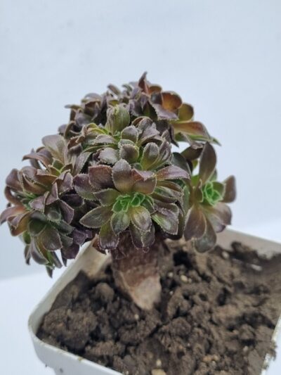 Aeonium Hallowen cristata