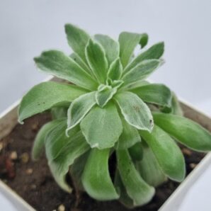 Aeonium Ballerina var