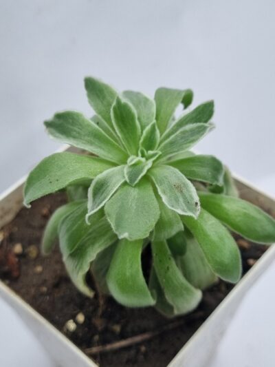 Aeonium Ballerina var