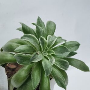 Aeonium Ballerina var