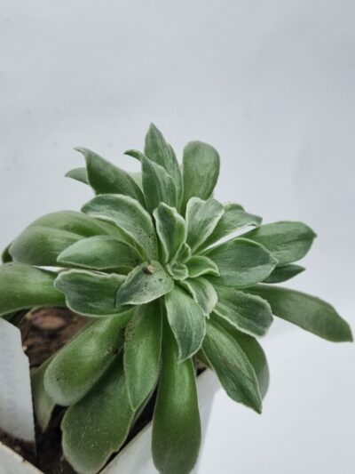Aeonium Ballerina var