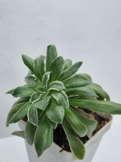 Aeonium Ballerina var - Зображення 2