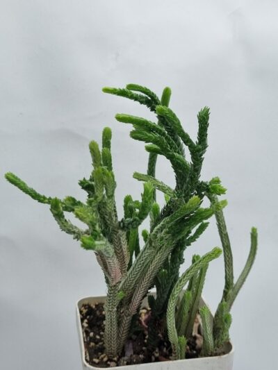 Crassula licopodioides - Зображення 3