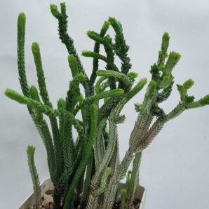 Crassula licopodioides