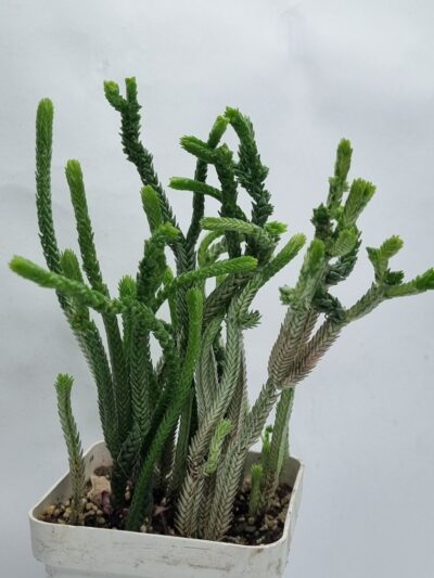 Crassula licopodioides