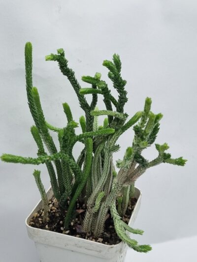 Crassula licopodioides - Зображення 2